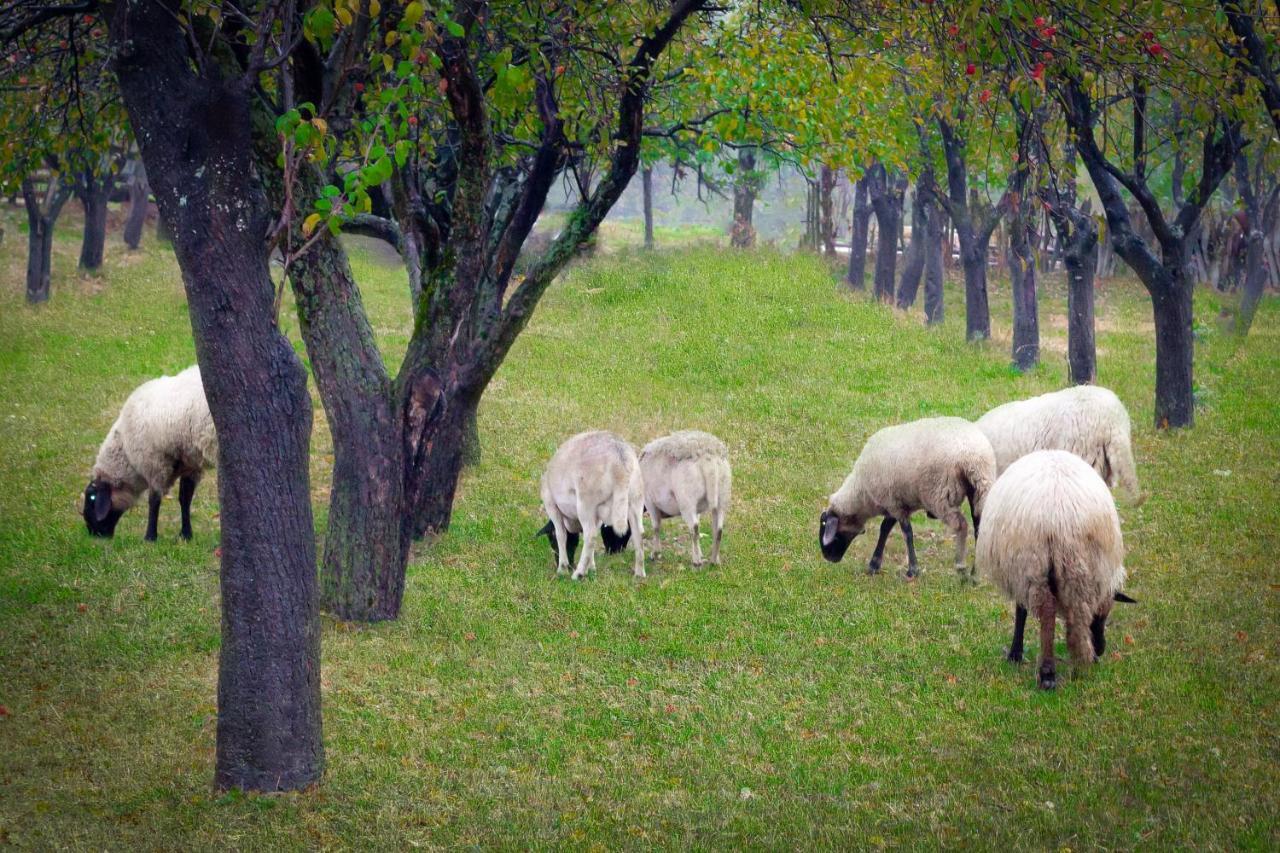 Agropensiunea Darden Baia de Fier Exterior foto